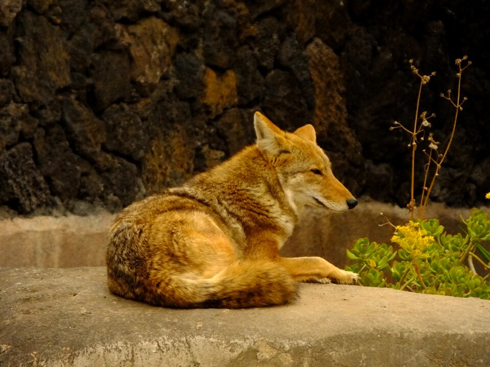 Animal mammals fauna