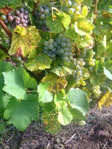 Wine grapes winegrowing