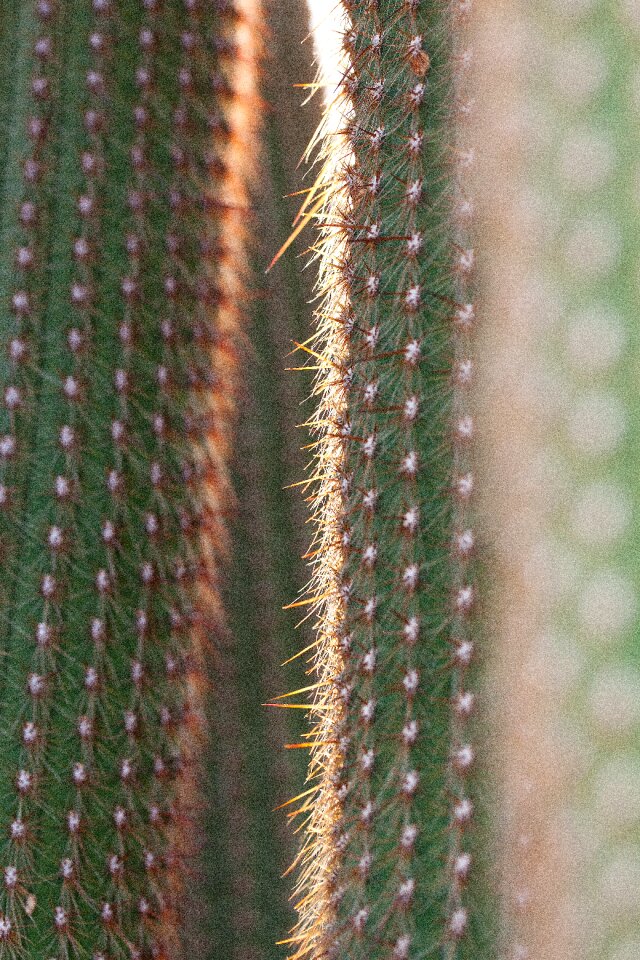 Rip thorns of means of plant