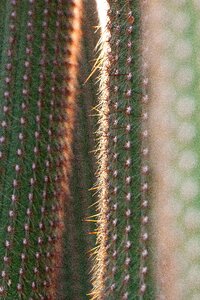 Rip thorns of means of plant