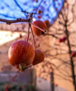Tree fruits nature