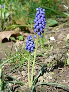 Bloom blue bloom