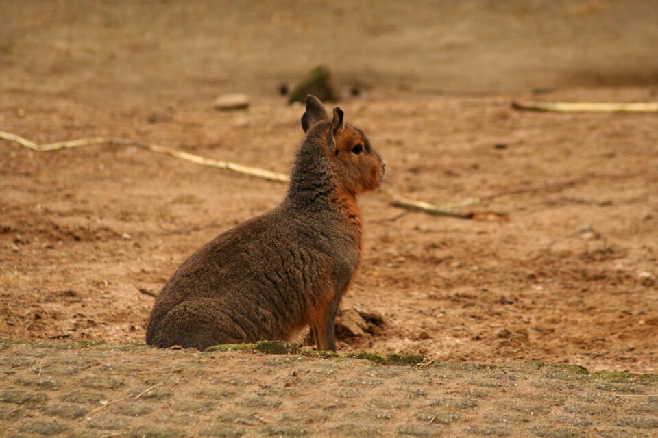 Rodent mammal nature