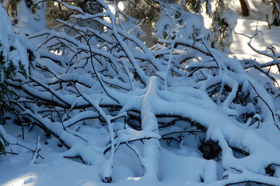 Snowy branches winter snow