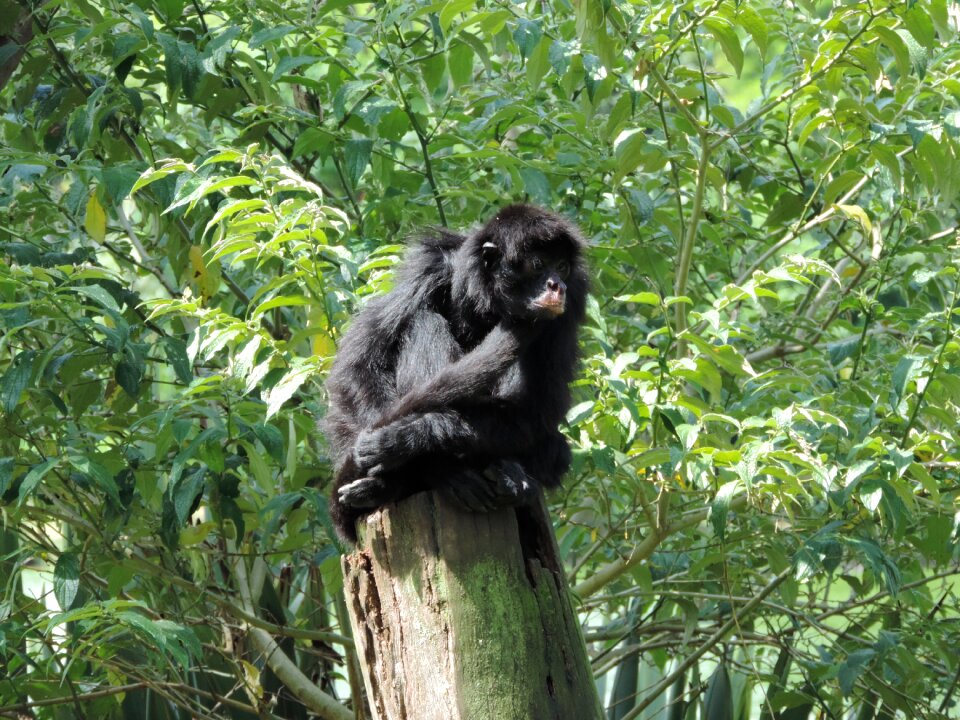 Animals rest nature