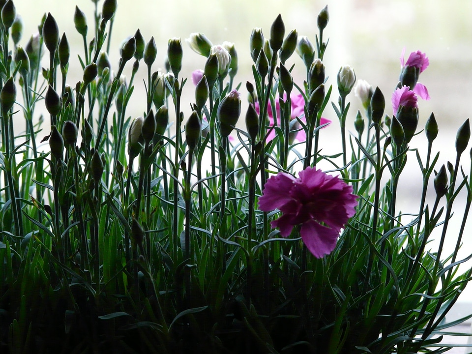 Flower blossom bloom