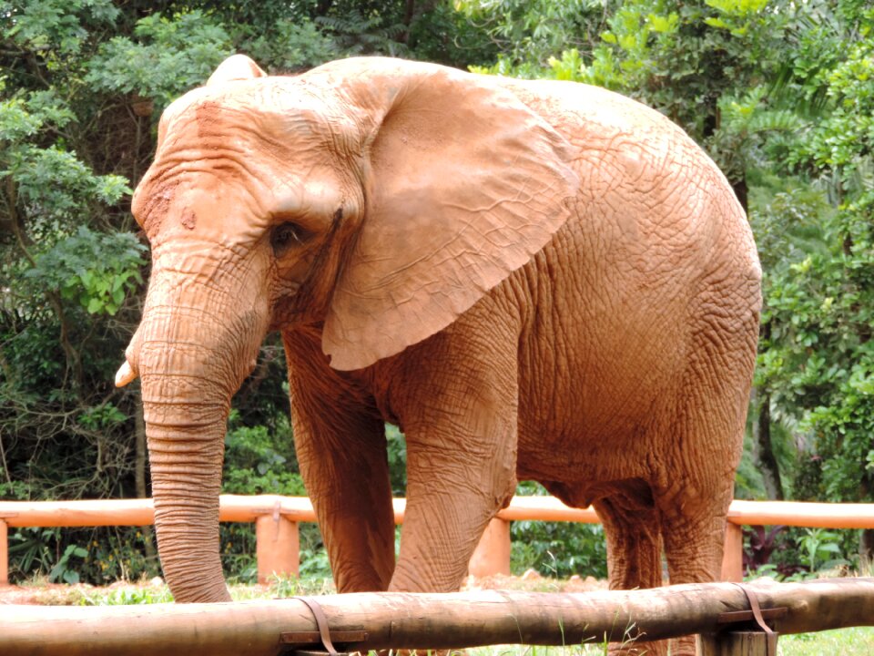 Elephant great wild
