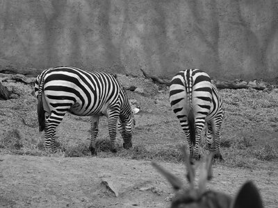 Zebra zoo animals photo