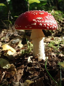 Mushroom nature autumn photo