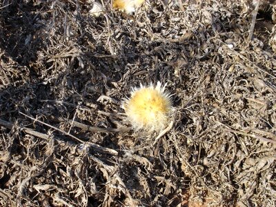 Flower drought brown