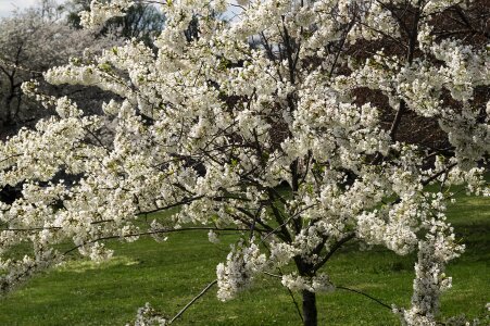 Spring druid hill park park