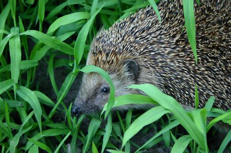 Nature blades of grass mammal