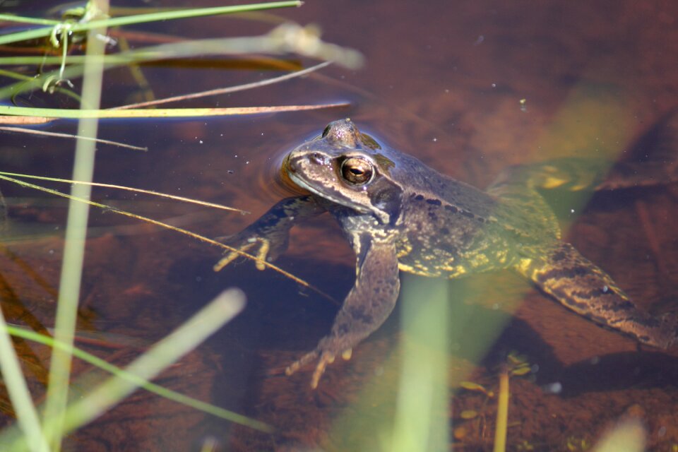 Brown animal amphibian