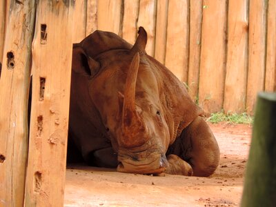 Animal horn wild