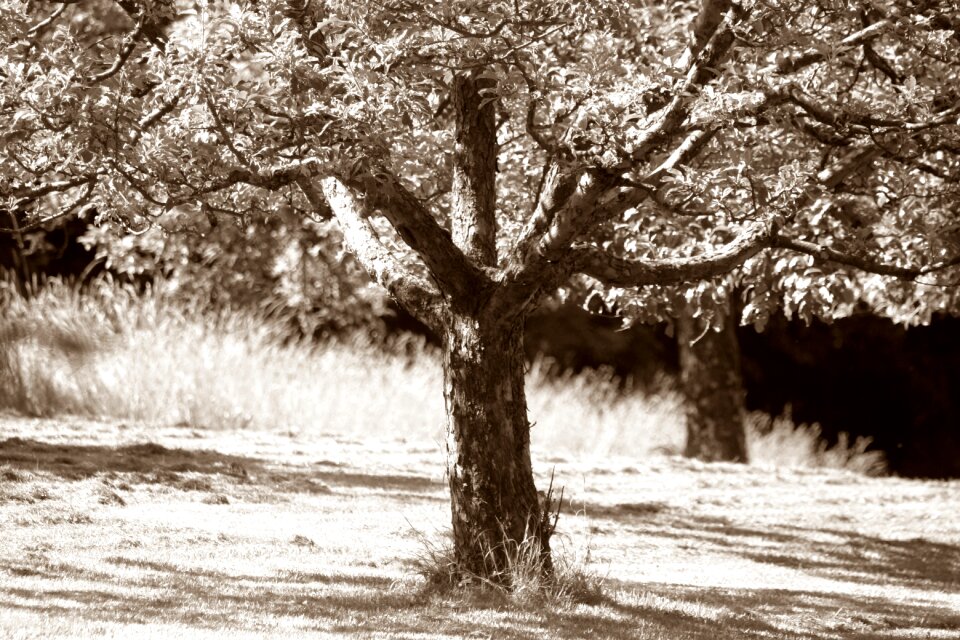 Light shadow black and white