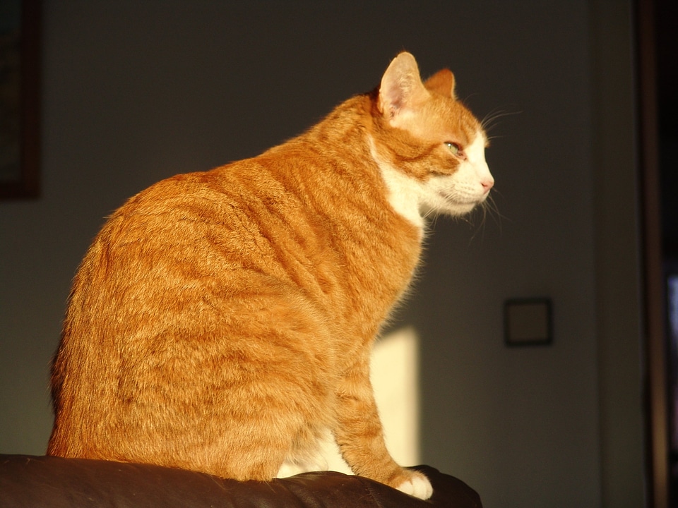Cat animals Free photos