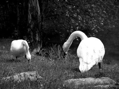 Animal water bird duck bird