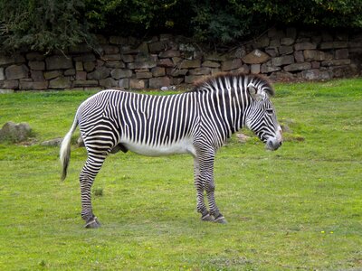 Eating animal mammal photo