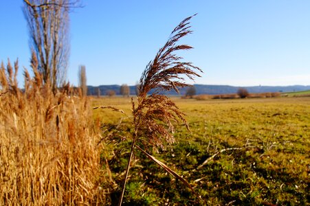 Grass plant autumn