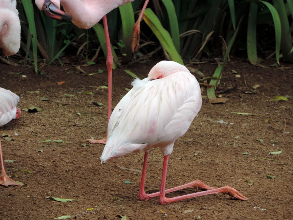 Birds nature animal