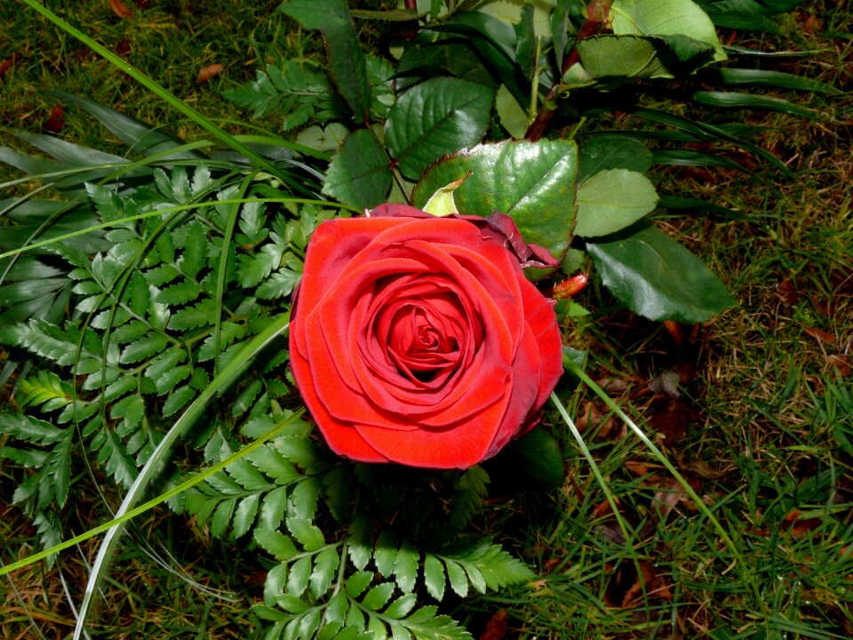Flower romance love