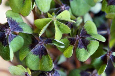 Vierblättrig plant sorrel