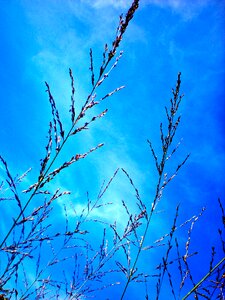 Himmel cloud blade of grass
