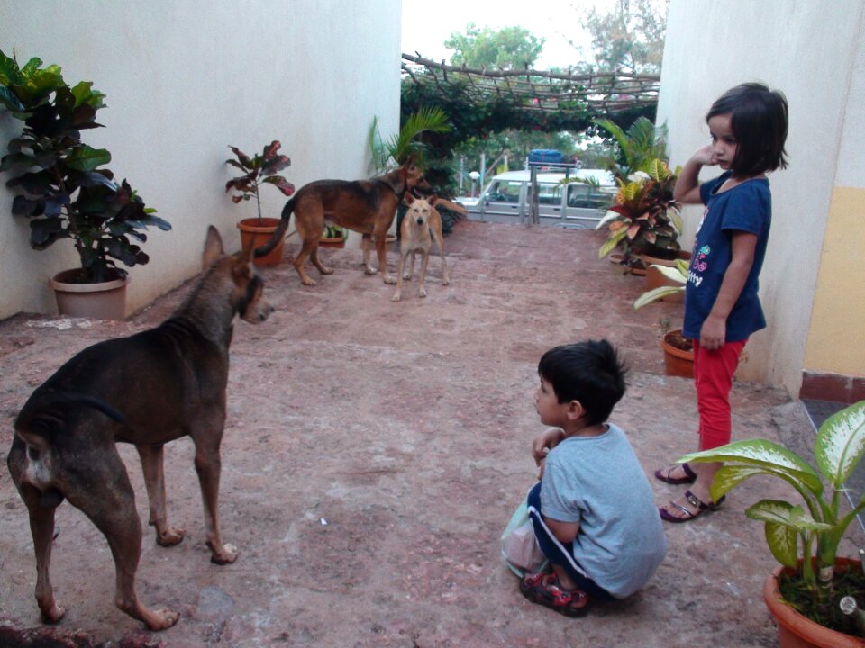 Dogs ganpatipule boy