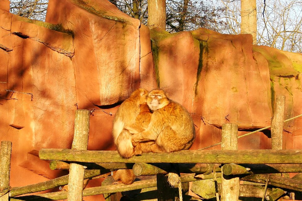 Monkey mammal nature