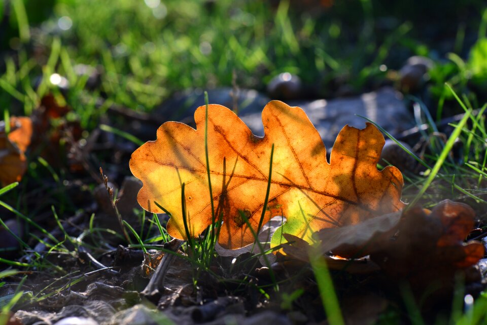 Dead leaf fall park