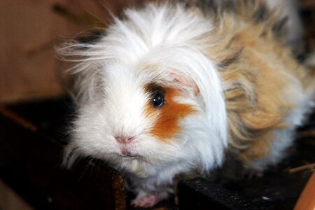 Guinea pig house close up pet photo