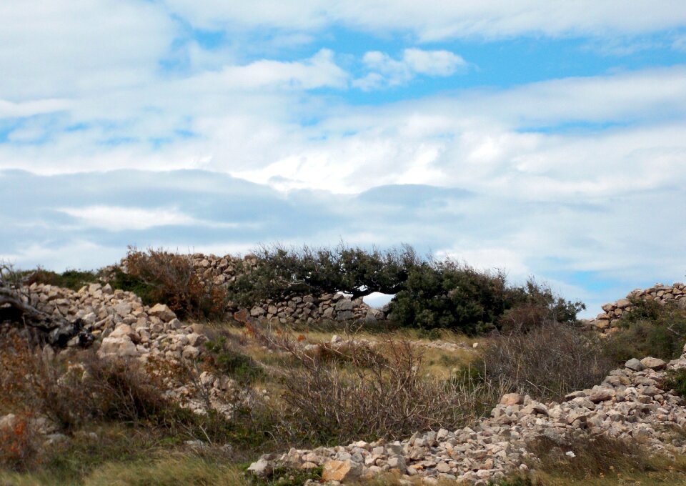 Vegetation rocky steinig photo