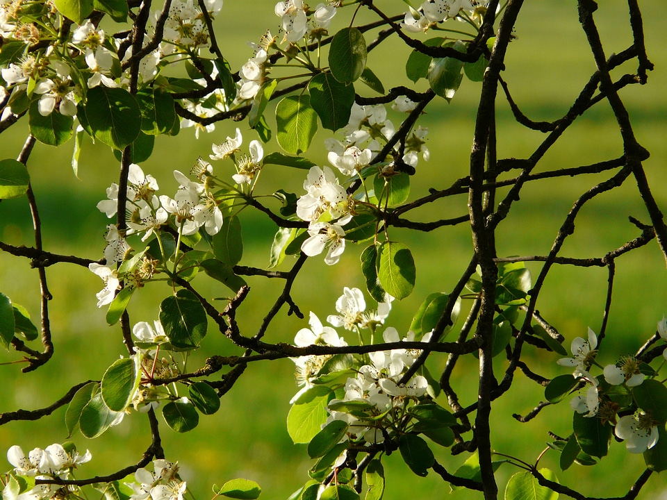 Pear blossom blossom bloom