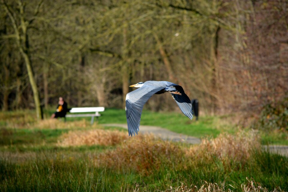 Nature fly wings