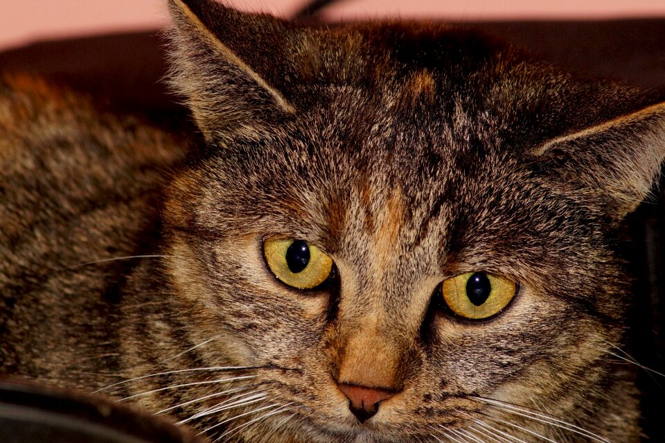 Domestic cat cat face exhausted
