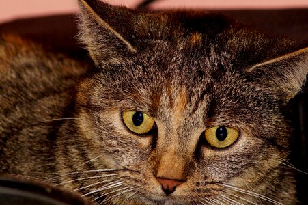 Domestic cat cat face exhausted