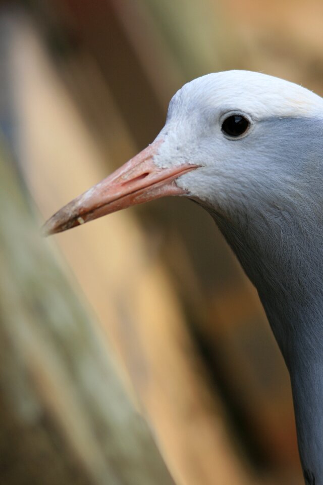 Grey head neck photo