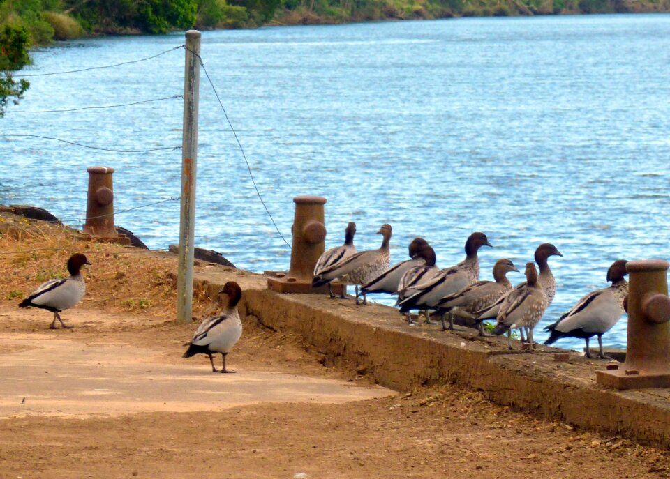 Waterfowl bird row