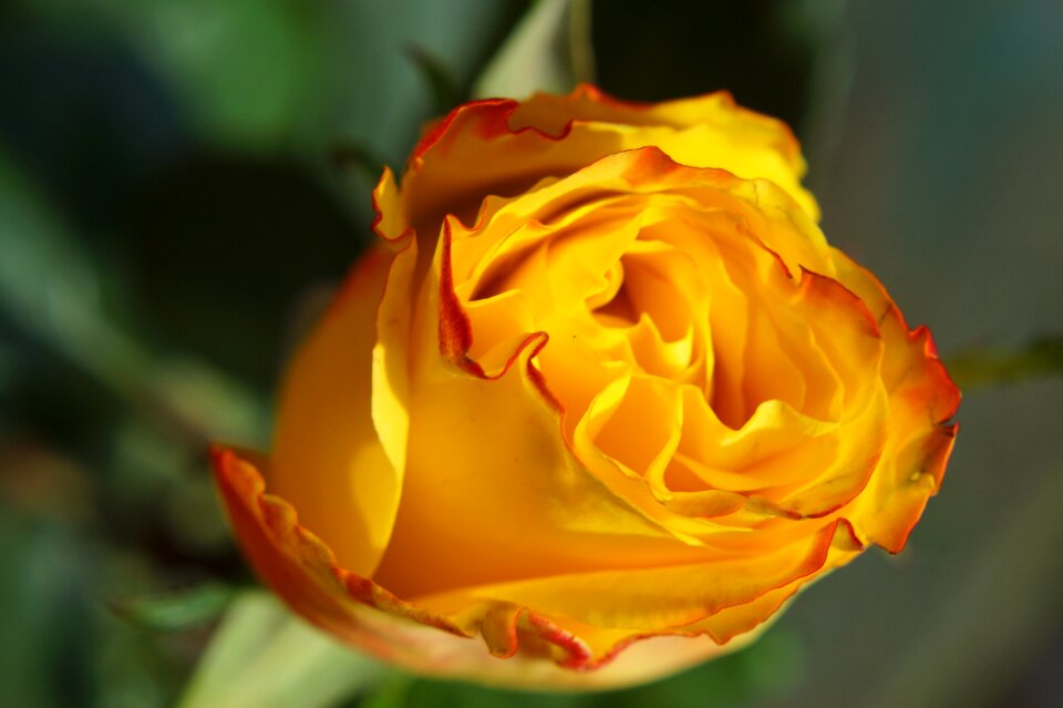 Bloom macro beautiful