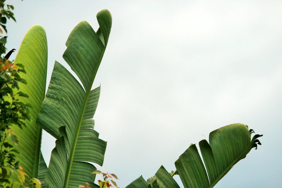 Fan shaped strelitzia giant