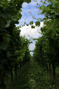 Pieces of vine grapes fruit