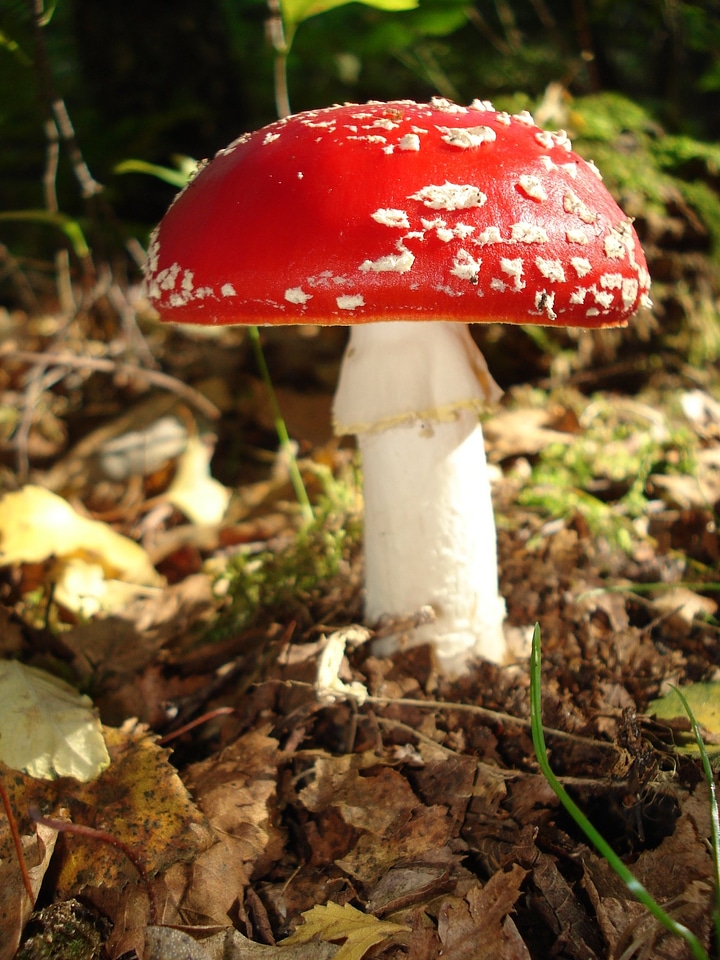 Mushroom nature autumn