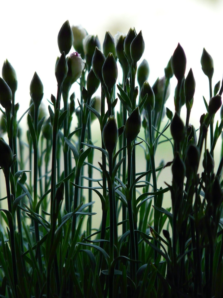 Plant flower ovary
