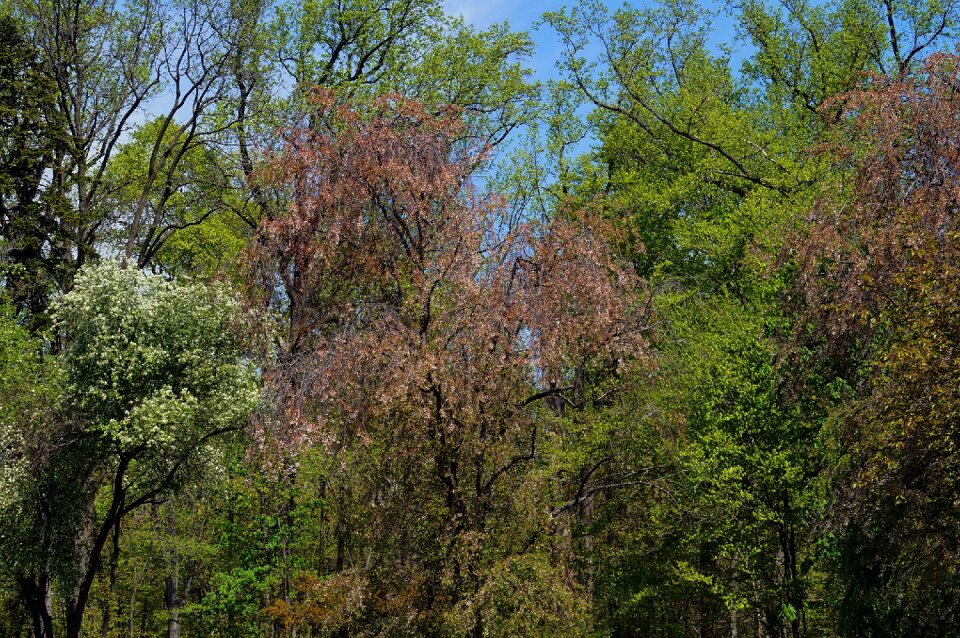 Park green spring