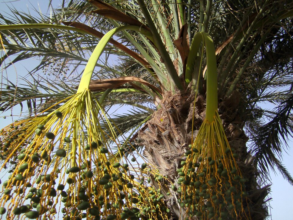 Frond dates date palm