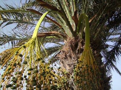 Frond dates date palm