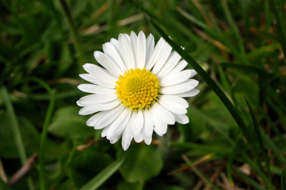 Nature plant spring