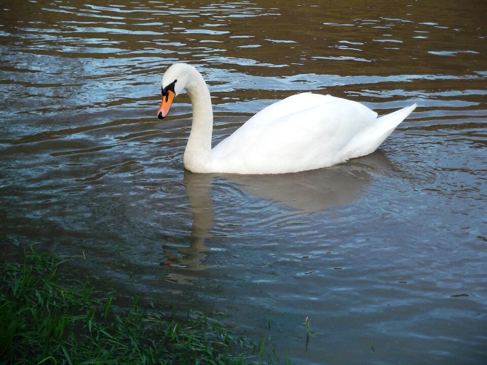 Swim animal lake