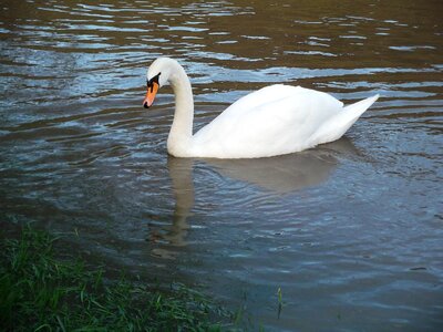 Swim animal lake