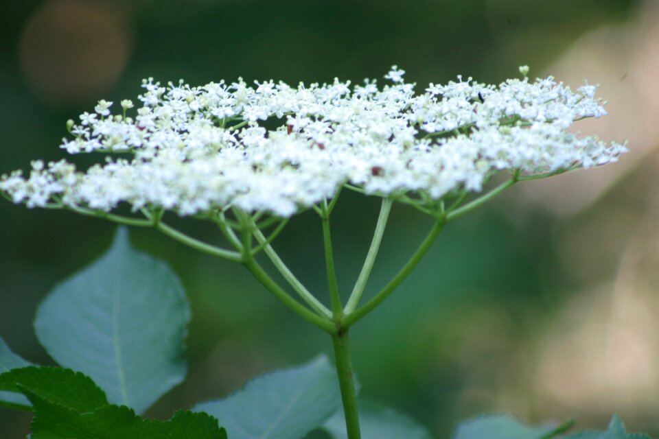 Blossom bloom white